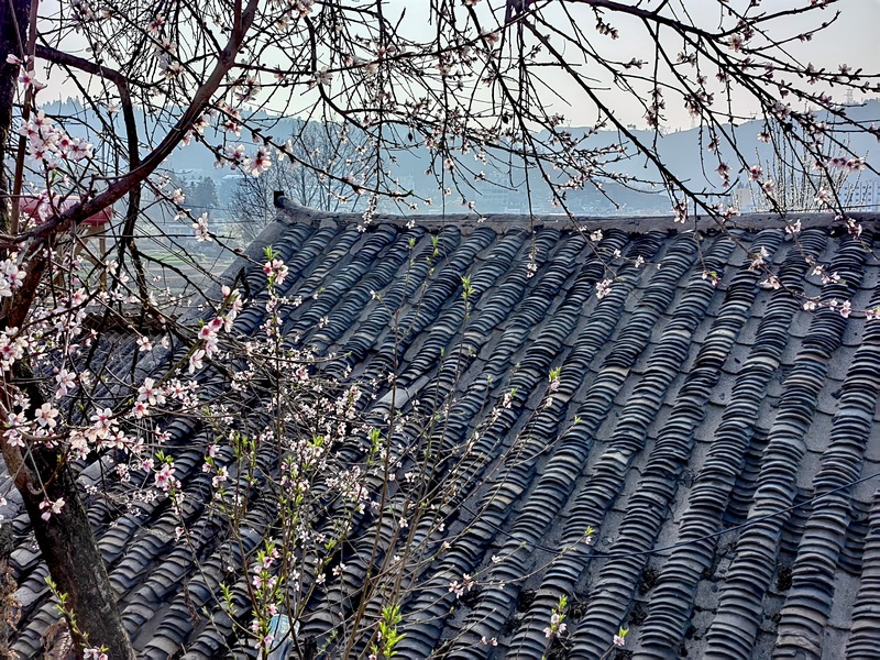 赫章縣平山鎮(zhèn)后山村村居周圍的桃李花開。王永勝攝