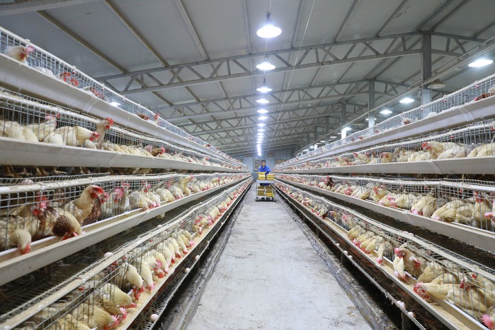 工人正在收集雞蛋。彭郡攝