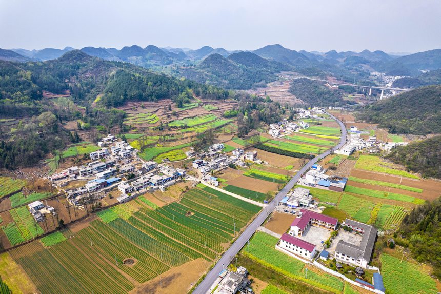 黔西市大關鎮七里村麥田（無人機照片）。