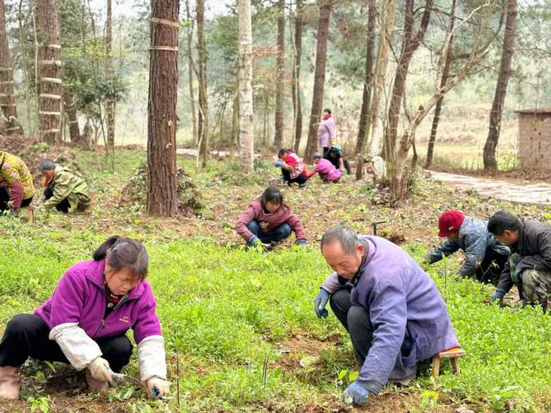 林下種植中藥材。