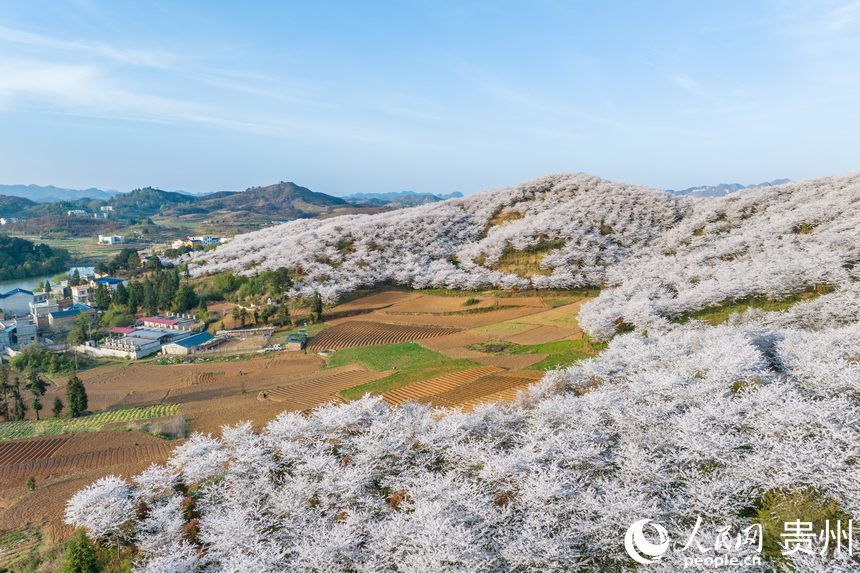 航拍貴州安順黃臘櫻花園。人民網記者 涂敏攝
