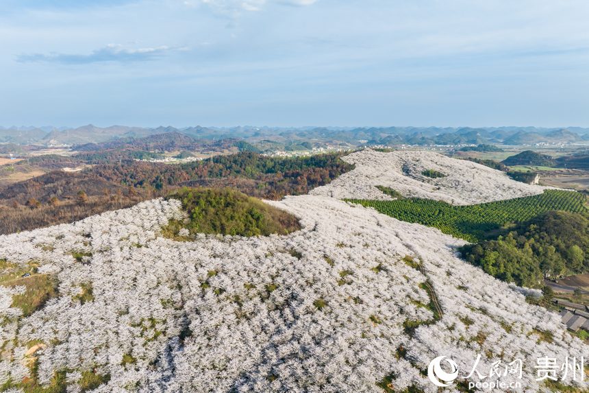 航拍貴州安順黃臘櫻花園。人民網記者 趙靜攝