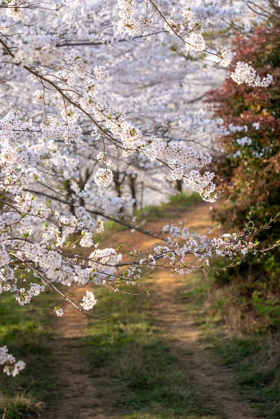 櫻花園內盛開的櫻花。彭興健攝