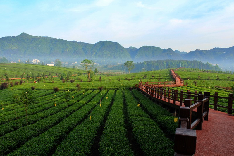 （圖7）遵義市鳳岡縣永安鎮(zhèn)田壩茶海之心茶園 .jpg