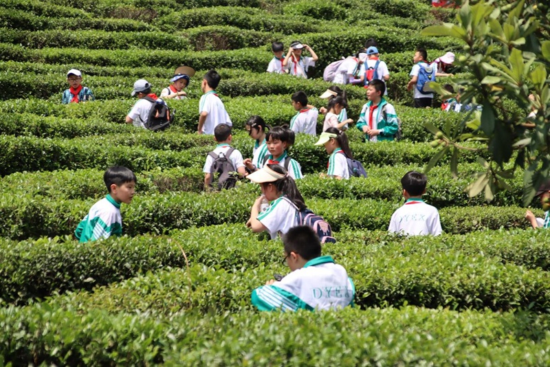 茶文化研學(xué)活動(dòng)。黔南職院供圖