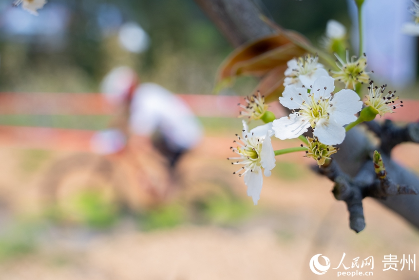 7 賽道兩旁盛開的梨花。人民網記者 涂敏 攝
