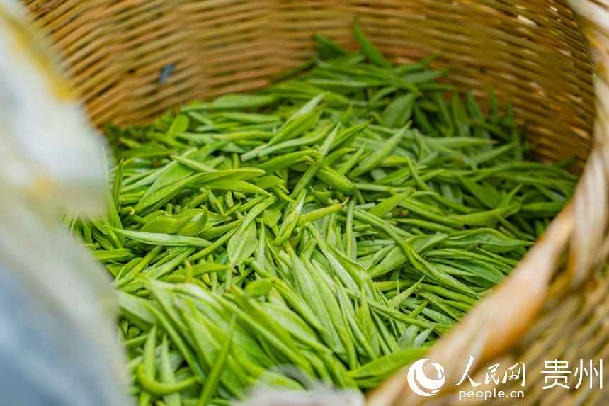 茶青當(dāng)日就會送到茶廠進行加工。人民網(wǎng) 陽茜攝