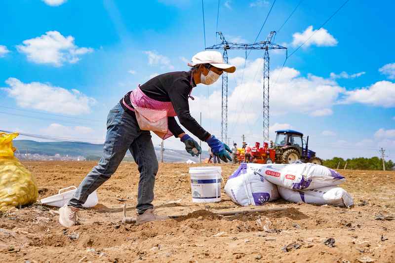 3月31日,在威寧自治縣觀風海鎮全程機械化馬鈴薯種薯擴繁基地,務工群眾在農機死角補種。趙慶能攝