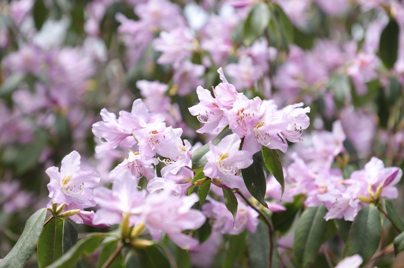 梵凈山萬畝杜鵑花盛開。