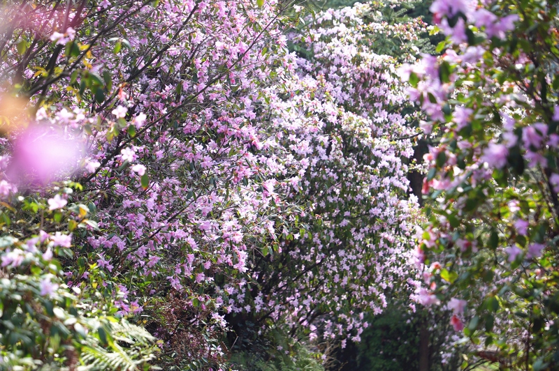 梵凈山萬畝野杜鵑綻放。