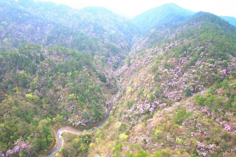 梵凈山萬(wàn)畝野生杜鵑花盛開。