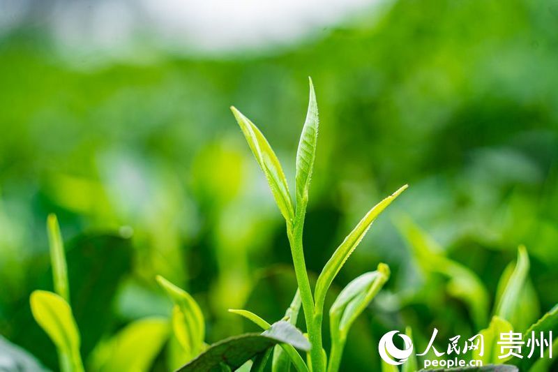 茶園內(nèi)剛剛長出的茶芽。人民網(wǎng) 陽茜攝