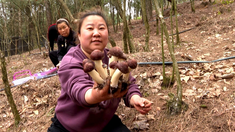 在這務工的村民們手提籃筐穿梭其中，有條不紊地采摘、分揀、裝車。李云 攝