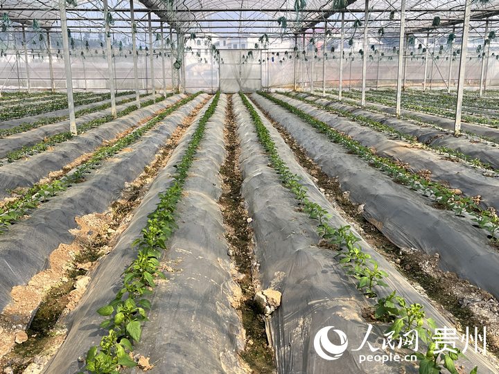貴陽市臨江村高標準蔬菜保供基地內蔬菜長勢良好。人民網 陳潔泉攝