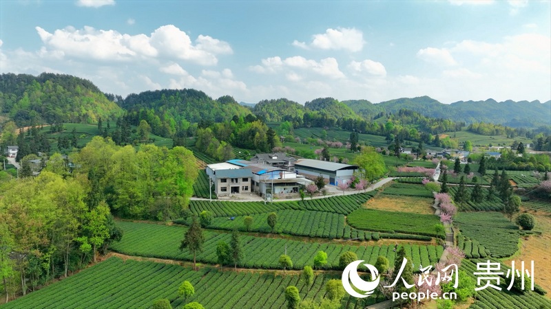 航拍湄潭核桃壩村茶園。人民網 陽茜攝