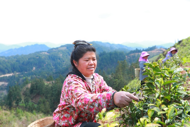 村民在采摘白茶。