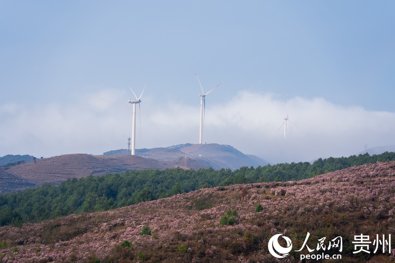 烏蒙大草原內的野生高原矮杜鵑。人民網 涂敏 攝