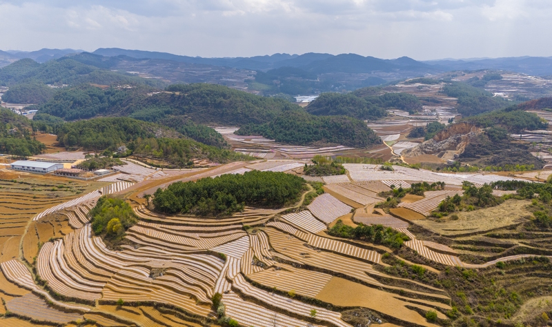 春耕時節,赫章縣鐵匠苗族鄉積極組織引導動員種糧大戶和烤煙種植大戶,充分調動群眾春耕生產積極性,全力抓好春耕生產。這是該鄉種植的地膜玉米。李學友攝