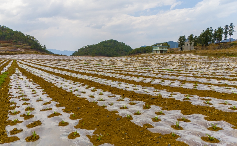 春耕時節,赫章縣鐵匠苗族鄉積極組織引導動員種糧大戶和烤煙種植大戶,充分調動群眾春耕生產積極性,全力抓好春耕生產。這是該鄉沿海村破土而出的地膜玉米。李學友攝