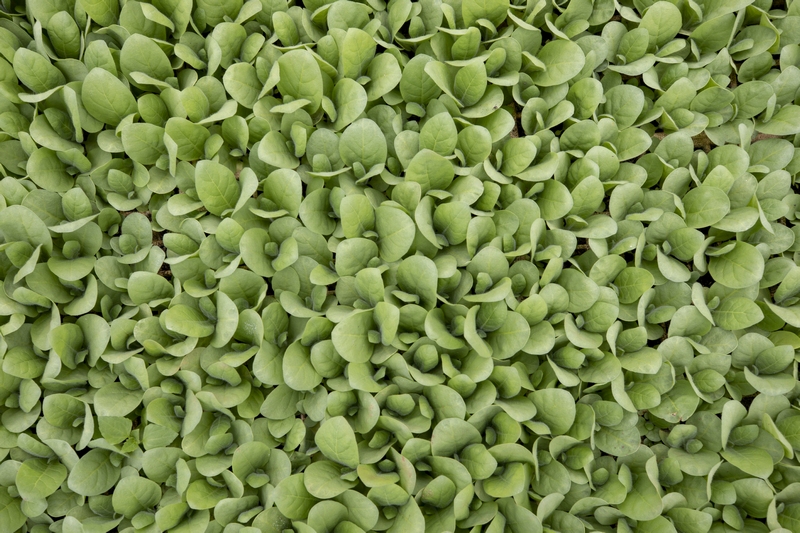 春耕時節,赫章縣鐵匠苗族鄉積極組織引導動員種糧大戶和烤煙種植大戶,充分調動群眾春耕生產積極性,全力抓好春耕生產。這是長勢良好的 大棚烤煙育苗。李學友攝