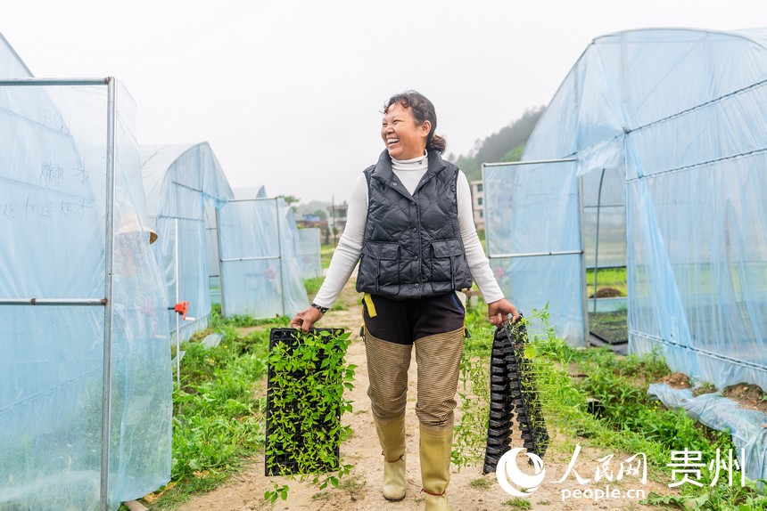 村民將辣椒苗轉(zhuǎn)運(yùn)至大棚內(nèi)。人民網(wǎng)記者 涂敏攝