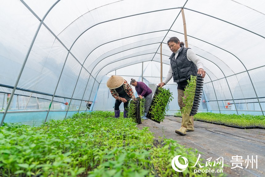 村民將辣椒苗轉運至大棚內。人民網記者 涂敏攝