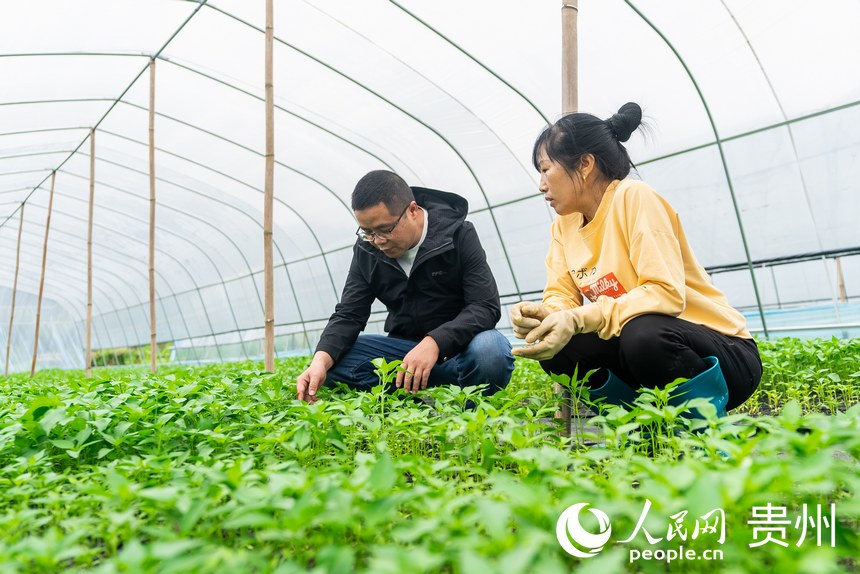 村干部在大棚內(nèi)查看辣椒幼苗長勢。人民網(wǎng)記者 涂敏攝