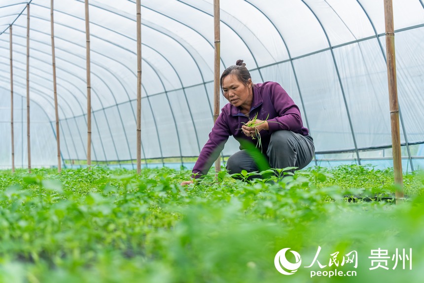 村民拔除辣椒幼苗間的雜草。人民網(wǎng)記者 涂敏攝