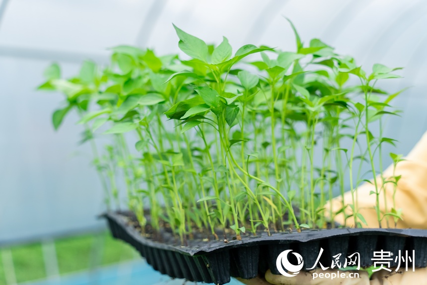 大棚內(nèi)長(zhǎng)勢(shì)旺盛的辣椒幼苗。人民網(wǎng)記者 涂敏攝