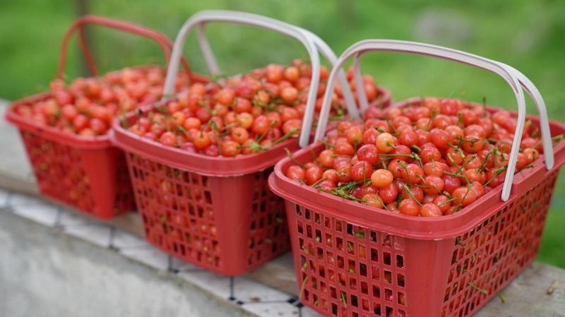 百畝瑪瑙紅櫻桃已經(jīng)搶“鮮”上市。