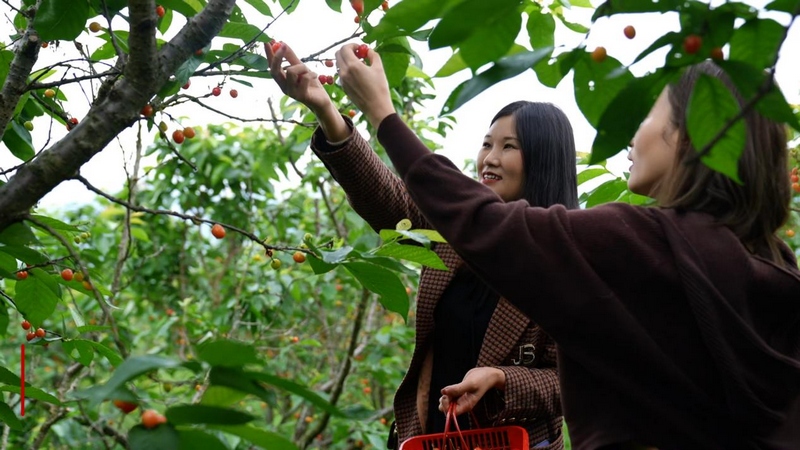 眾多游客前來采摘購買。