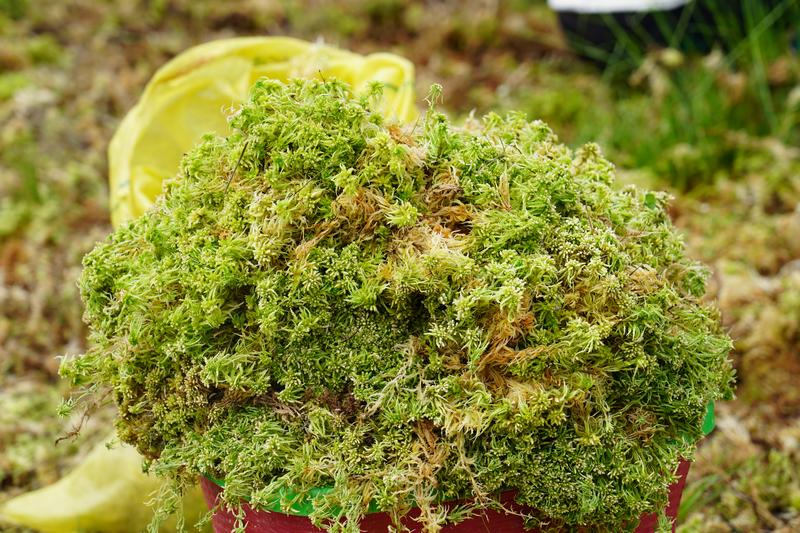 2024年4月22日，貴州省納雍縣張家灣鎮白勒村200多畝?；ㄘS收。高毅攝