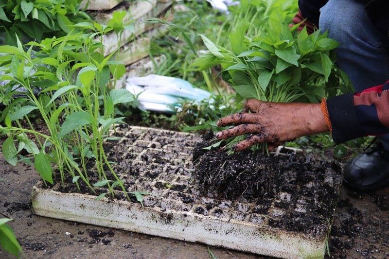 農(nóng)戶正在領(lǐng)取辣椒苗。