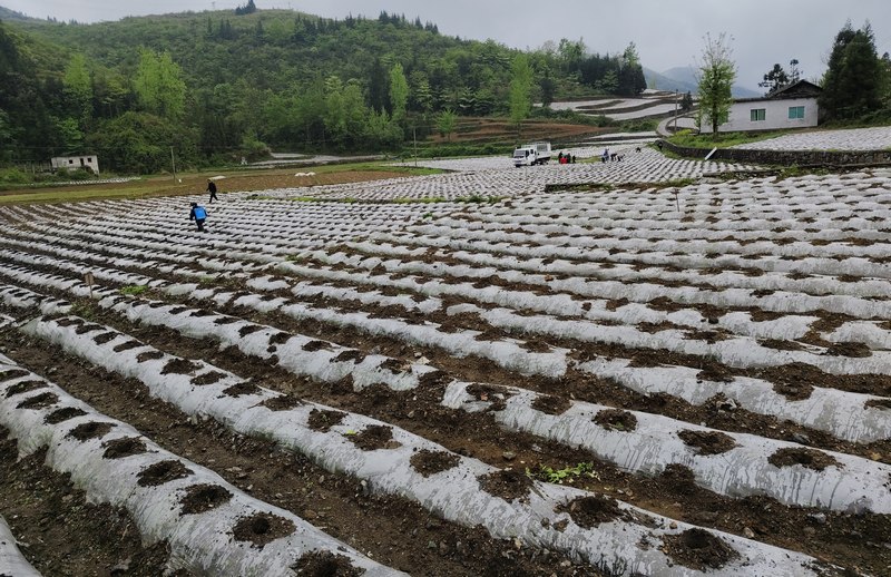 沿河3萬畝“黃金葉”全面移栽。