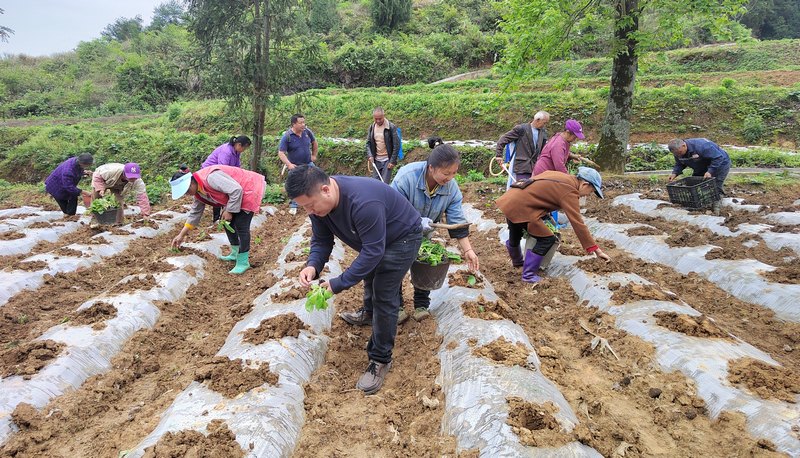 移栽現(xiàn)場。
