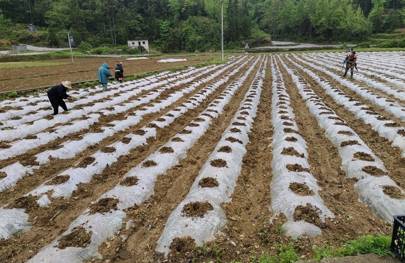 沿河“黃金葉”全面移栽。