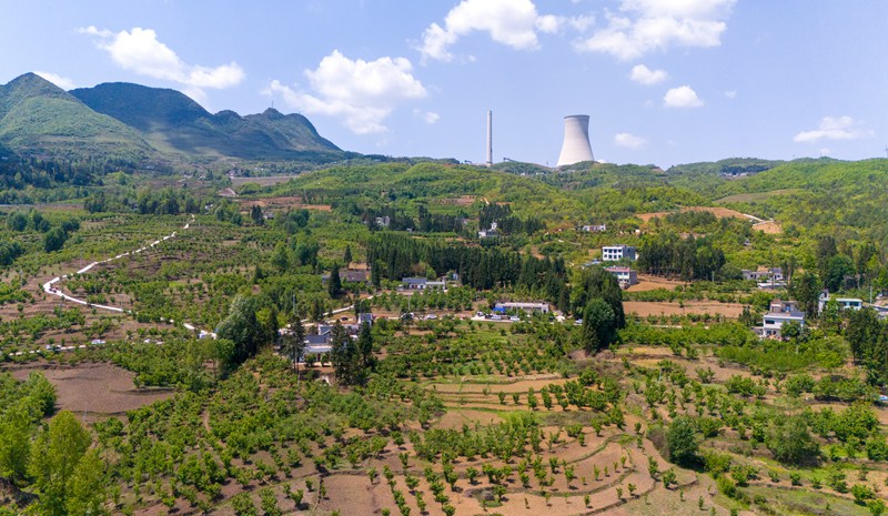 赫章縣六曲河鎮進入采摘期的瑪瑙紅晚熟大櫻桃園。李學友攝