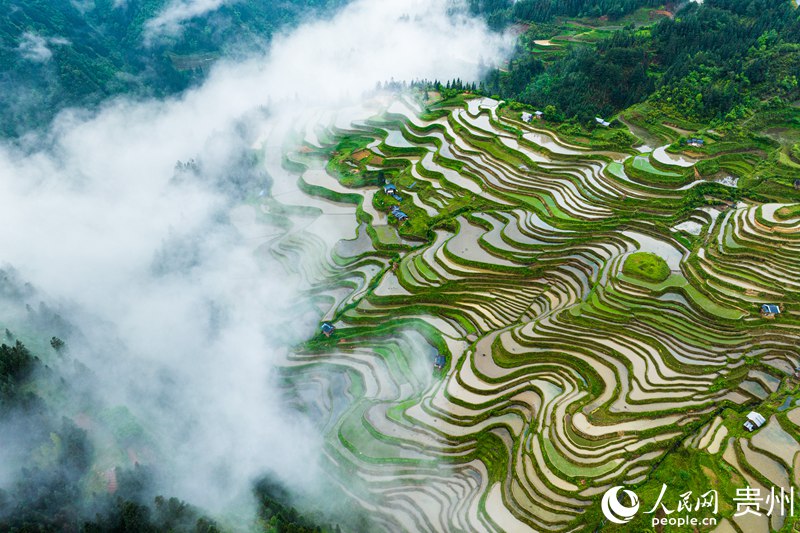 2、航拍貴州省從江縣加榜梯田。人民網 陽茜攝