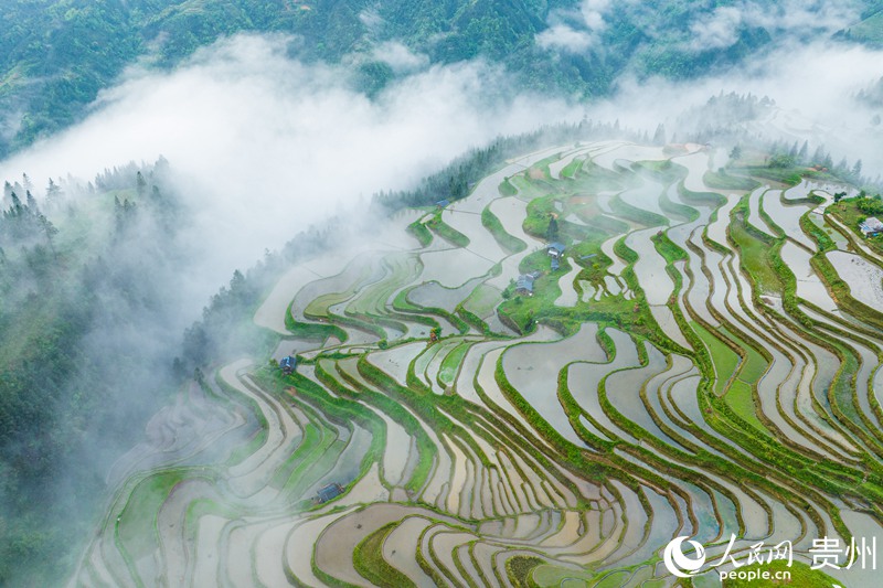 3、航拍貴州省從江縣加榜梯田。人民網 陽茜攝