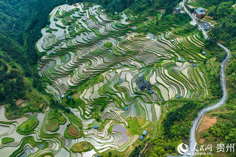5、航拍貴州省從江縣加榜梯田。人民網 陽茜攝