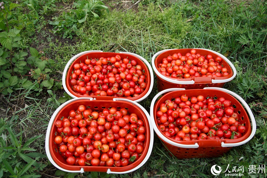 采摘后即將上市的櫻桃。人民網 龍章榆攝