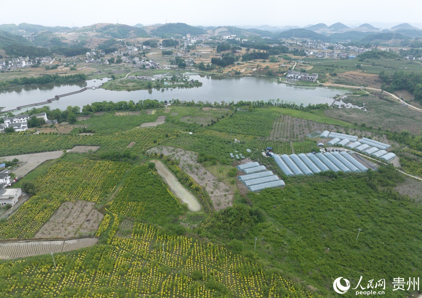 海子社區百畝櫻桃園一角。人民網 龍章榆攝