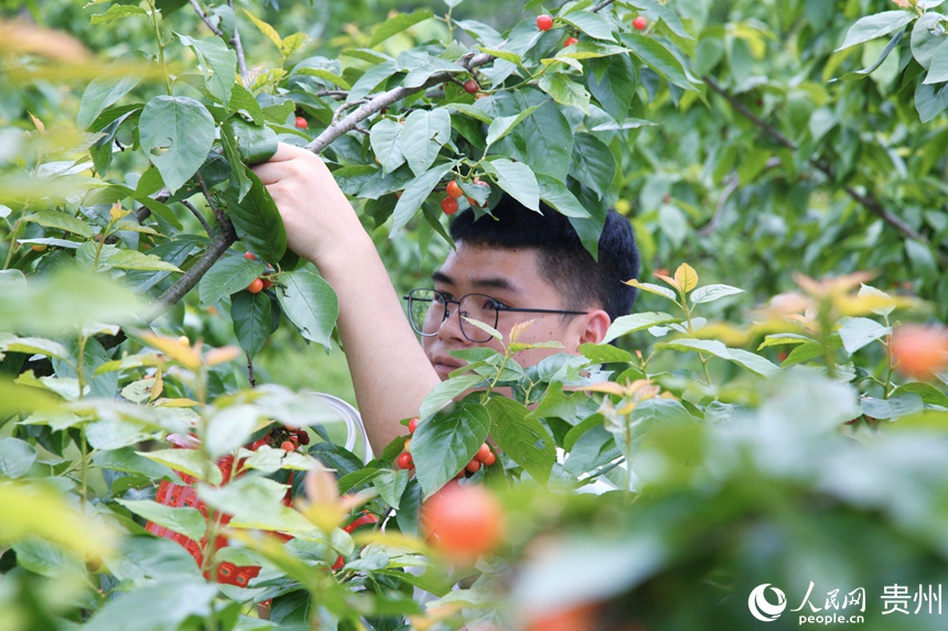 市民游客體驗采摘櫻桃。人民網 龍章榆攝