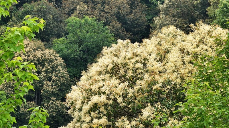 貴州石阡佛頂山國家級自然保護區栲樹花爭相綻放。