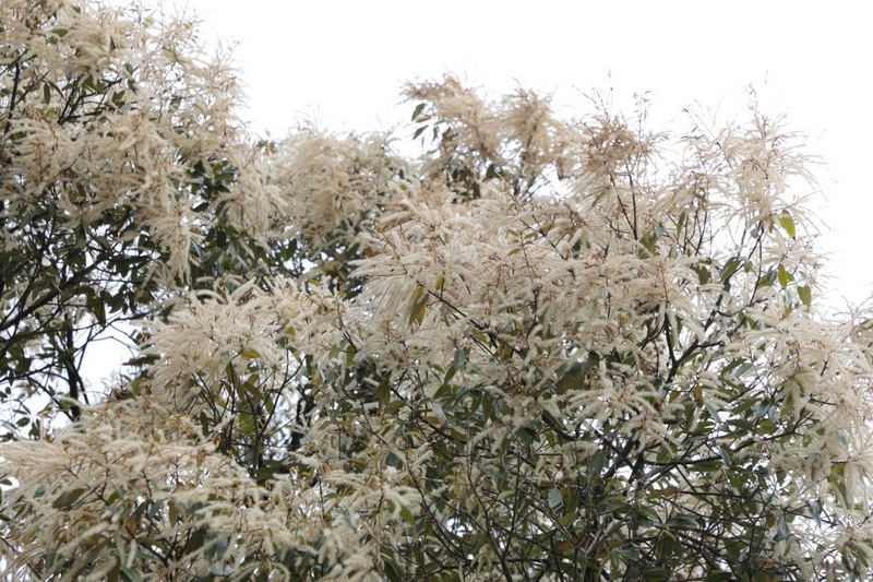 貴州石阡佛頂山國家級自然保護區栲樹花爭相綻放。