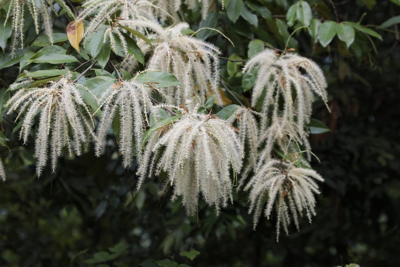 貴州石阡佛頂山國家級自然保護區栲樹花爭相綻放。