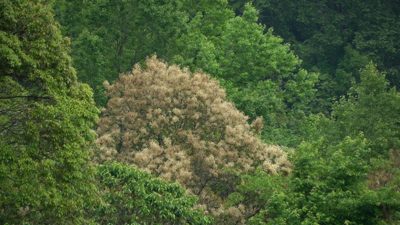 貴州石阡佛頂山國家級自然保護區栲樹花爭相綻放。
