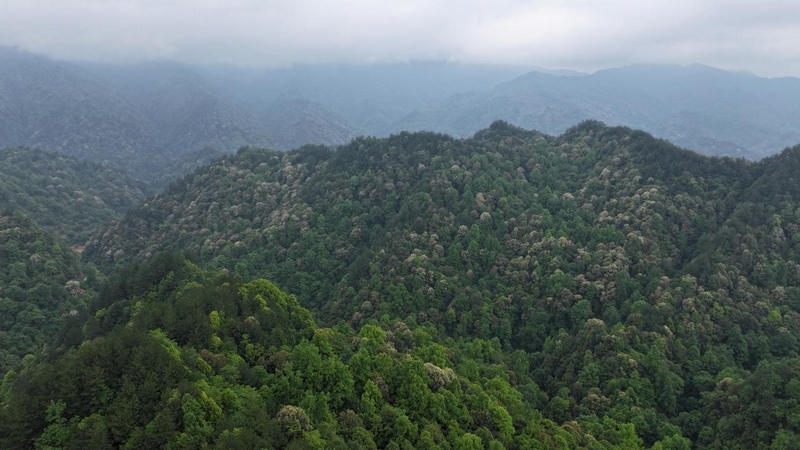 貴州石阡佛頂山國家級自然保護區栲樹花爭相綻放。