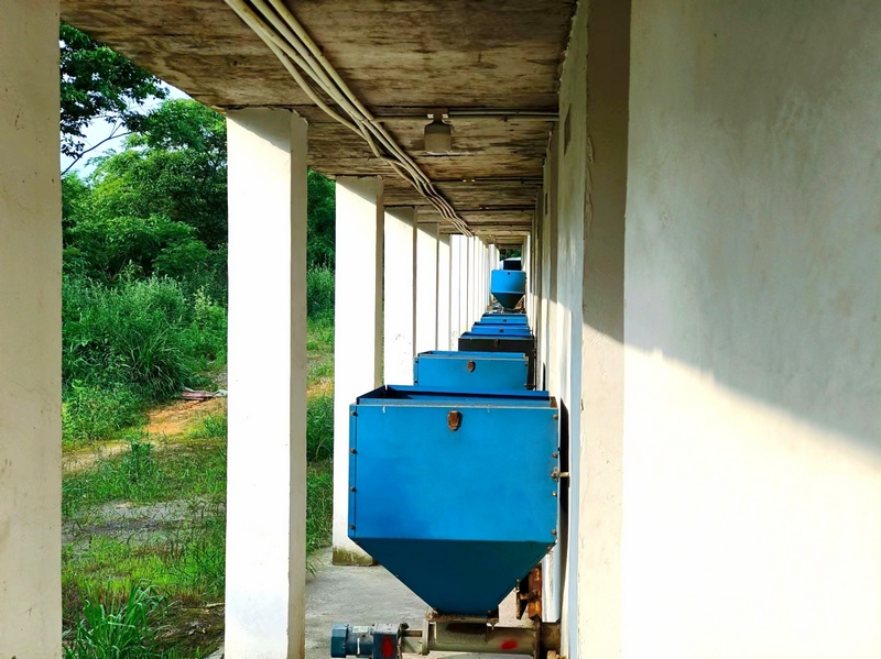 整齊排列的生物質烤房。楊思琦攝