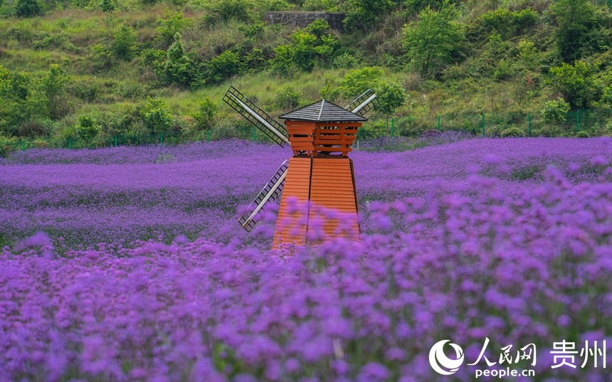 遠(yuǎn)處的裝飾風(fēng)車與紫色花海相得益彰。人民網(wǎng) 陽茜攝